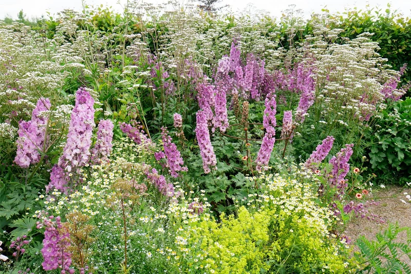 Delphinium New Millenium 'Dusky Maidens' (Rittersporn)