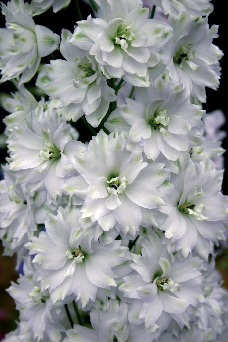 Delphinium New Millenium 'Double Innocence' (Rittersporn)