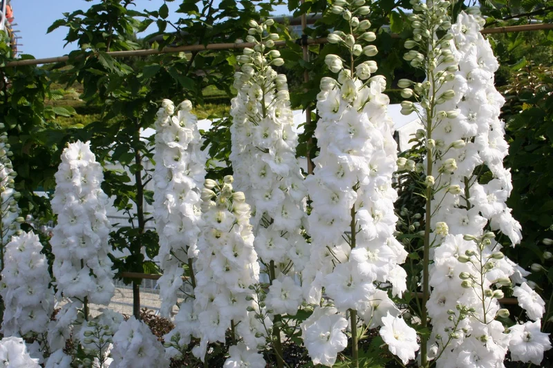 Delphinium New Millenium 'Double Innocence' (Rittersporn)