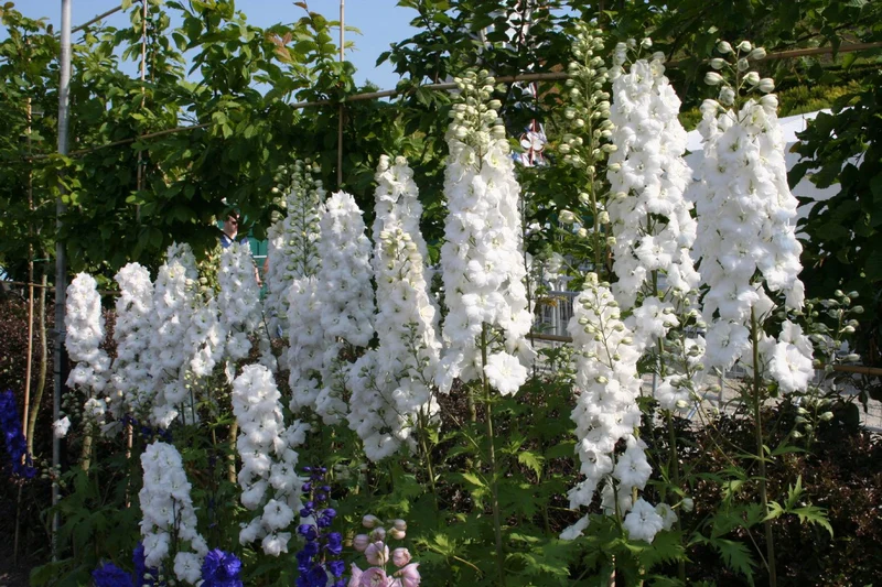 Delphinium New Millenium 'Double Innocence' (Rittersporn)