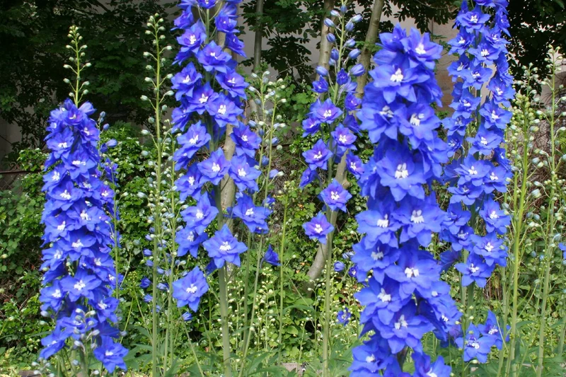 Delphinium New Millenium 'Cobalt Dreams' (Rittersporn)