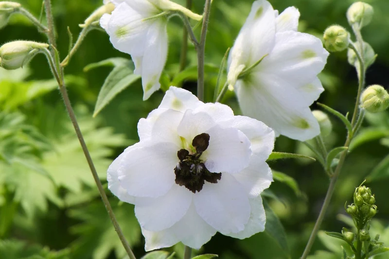 Delphinium New Millenium 'Black Eyed Angels' (Rittersporn)