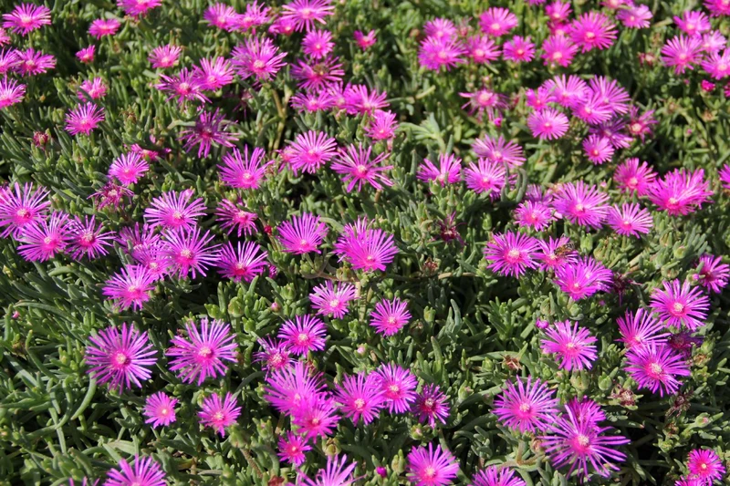 Delosperma cooperi (Coopers Mittagsblume)