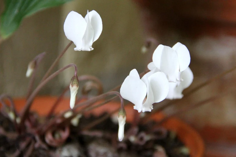 Cyclamen hederifolium 'Album' (Weißes Herbst-Alpenveilchen)