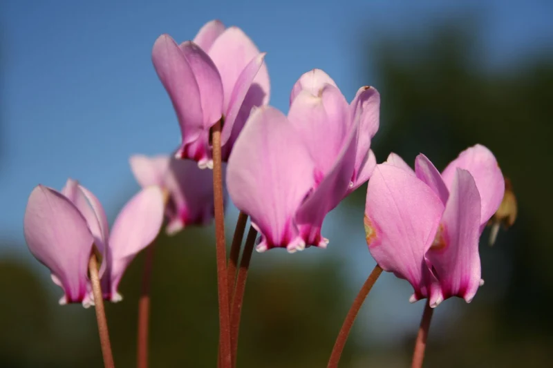 Cyclamen hederifolium (Herbst-Alpenveilchen)