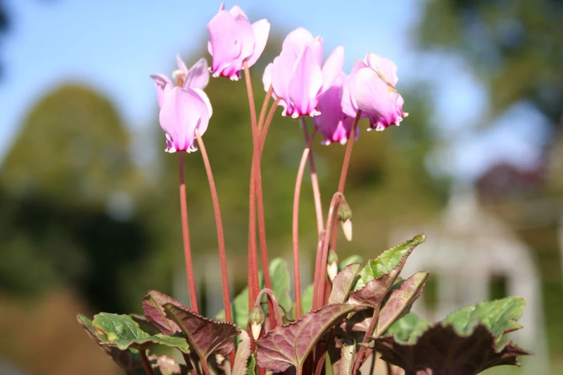 Cyclamen hederifolium (Herbst-Alpenveilchen)