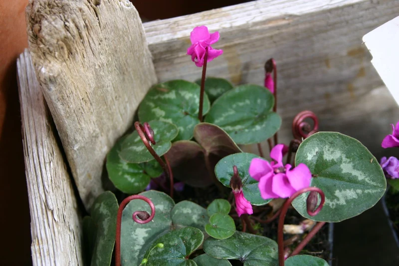 Cyclamen coum (Frühlings-Alpenveilchen)