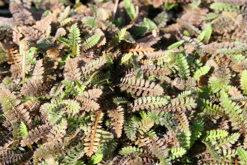 Cotula potentillina (Fingerkraut-Fiederteppich)