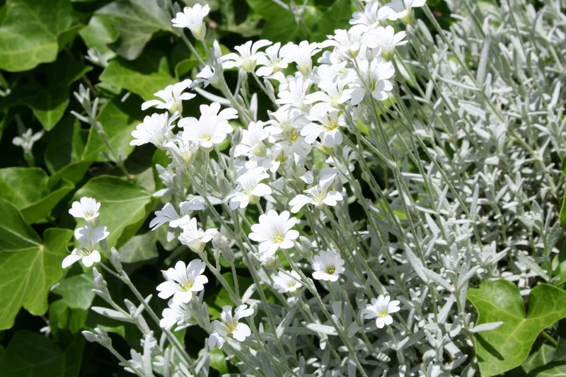 Cerastium tomentosum var. columnae (Hornkraut)