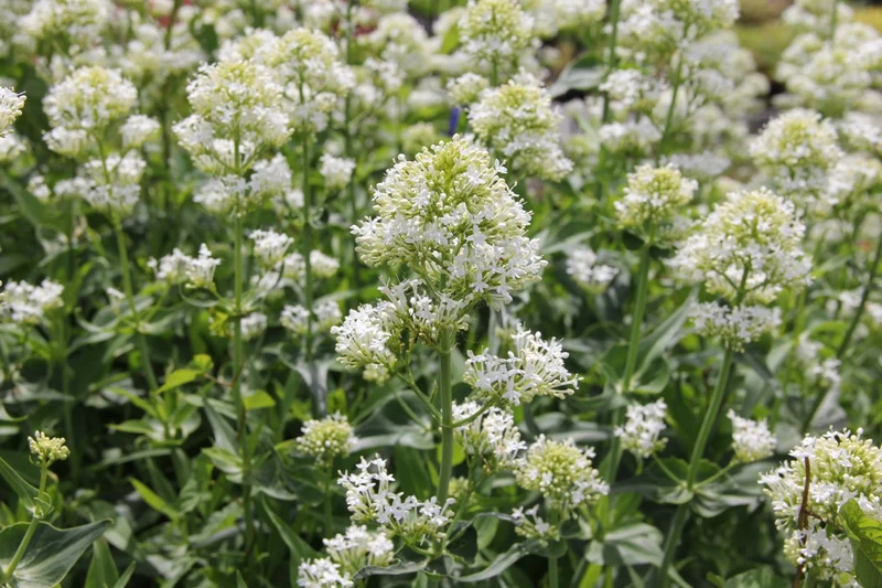 Centranthus ruber 'Albus' (Weißblühende Spornblume)