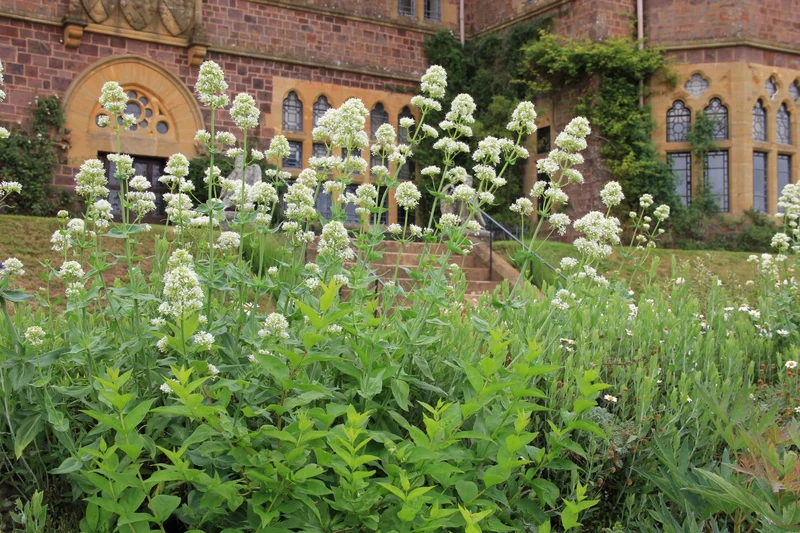 Centranthus ruber 'Albus' (Weißblühende Spornblume)