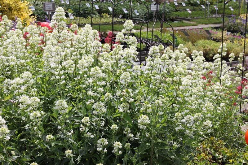 Centranthus ruber 'Albus' (Weißblühende Spornblume)