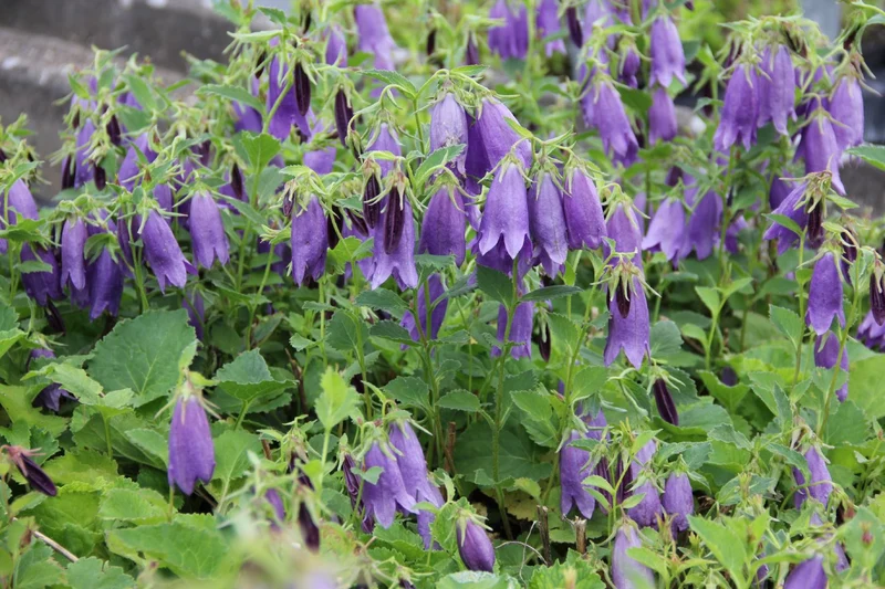 Campanula x punctata 'Sarastro' (Großblütige Glockenblume)