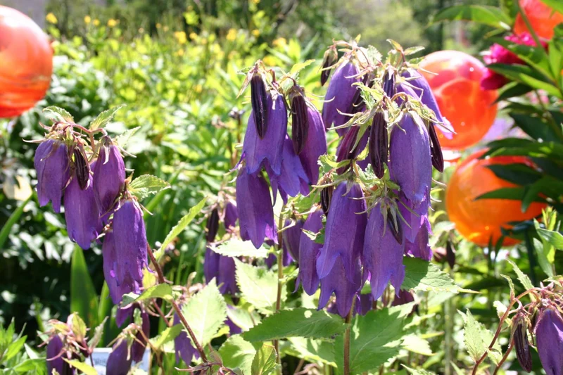 Campanula x punctata 'Sarastro' (Großblütige Glockenblume)