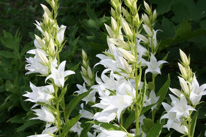 Campanula latifolia var.macrantha 'Alba' (Wald-Glockenblume)