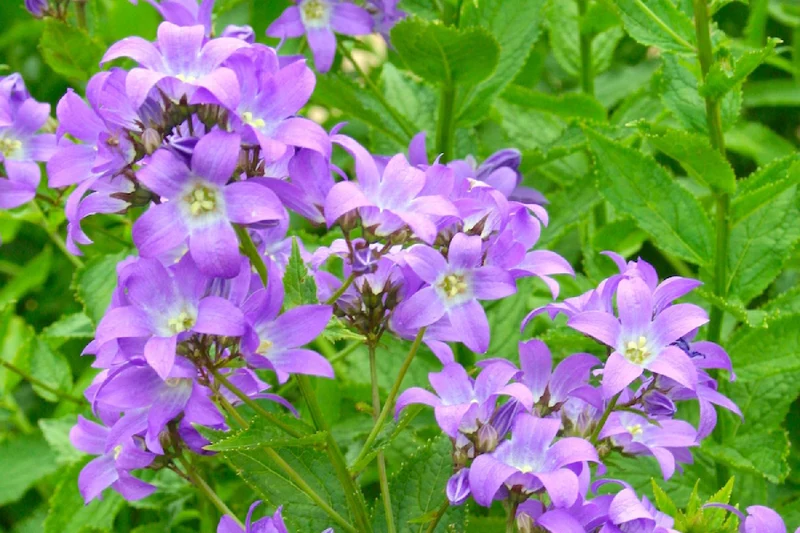 Campanula lactiflora 'Border Blues' (Dolden-Glockenblume)