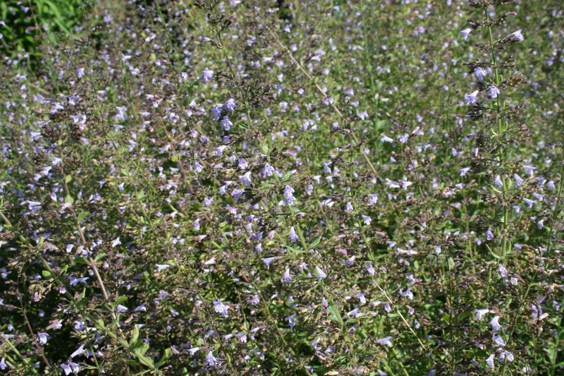 Calamintha nepeta 'Blue Cloud' (Bergminze | Steinquendel)