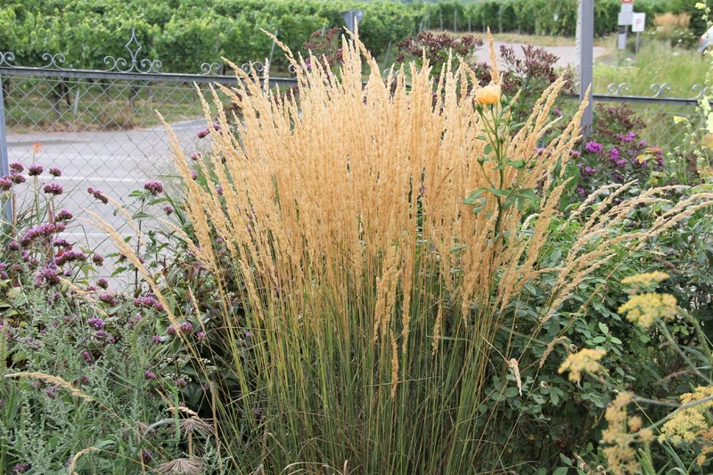 Calamagrostis x acutiflora 'Karl Foerster' (Sandrohr | Garten-Reitgras)
