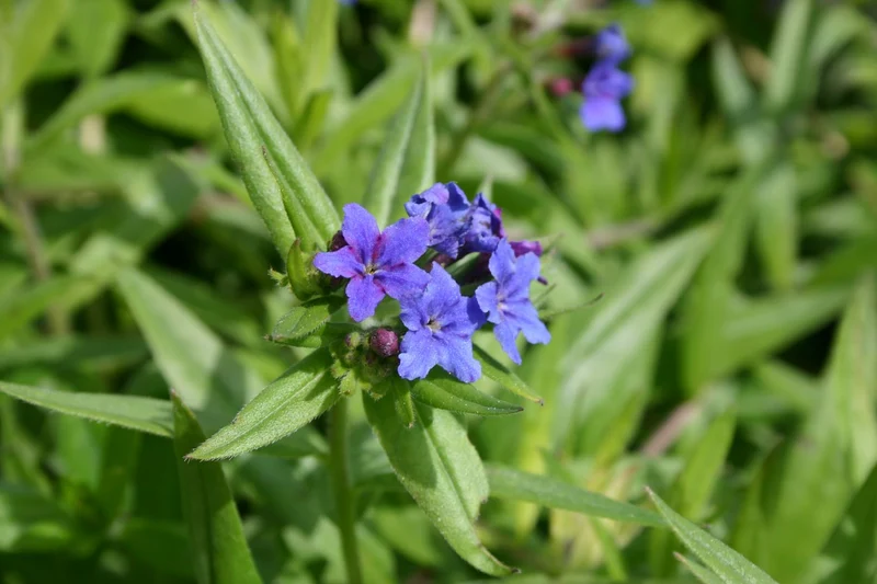 Buglossoides purpureocaerulea (Purpurblauer Steinsame)