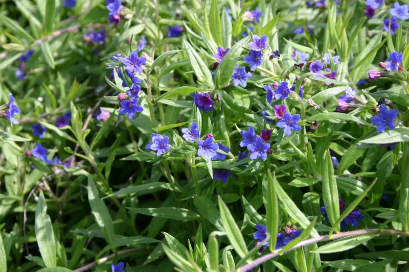Buglossoides purpureocaerulea (Purpurblauer Steinsame)