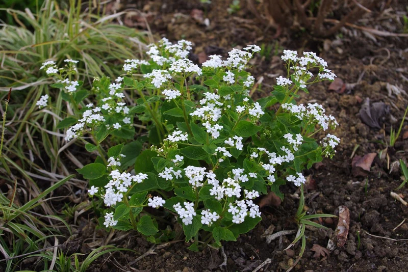 Brunnera macrophylla 'Betty Bowring' (Kaukasusvergissmeinnicht)