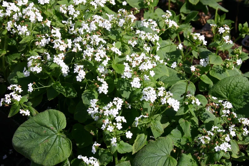 Brunnera macrophylla 'Betty Bowring' (Kaukasusvergissmeinnicht)