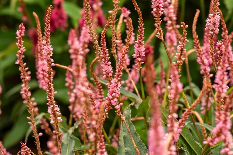 Bistorta amplexicaulis 'Pink Elephant' (Kerzenknöterich)