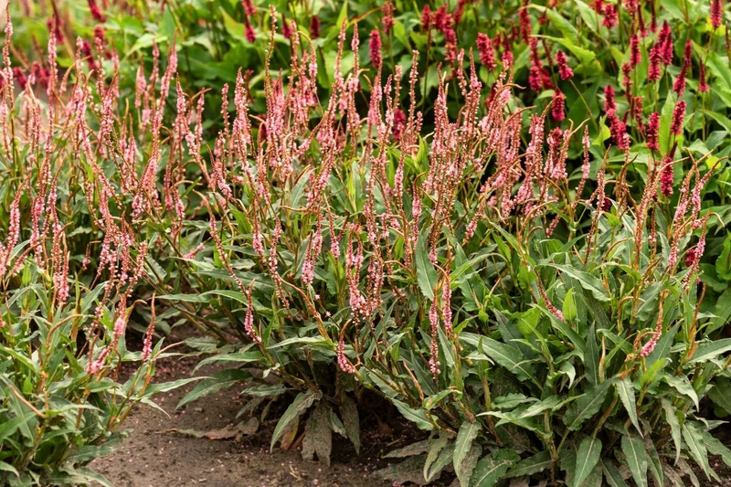 Bistorta amplexicaulis 'Pink Elephant' (Kerzenknöterich)