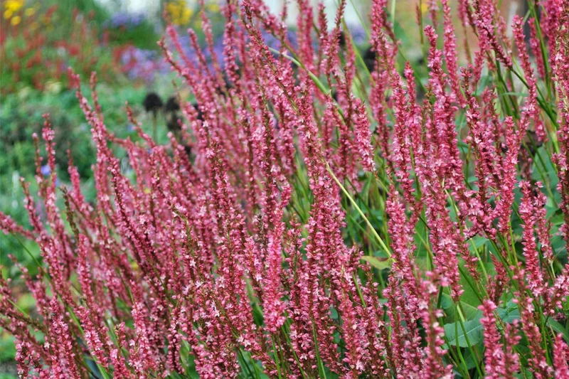 Bistorta amplexicaulis 'JS Seven Oaks Village' ® (Kerzenknöterich)