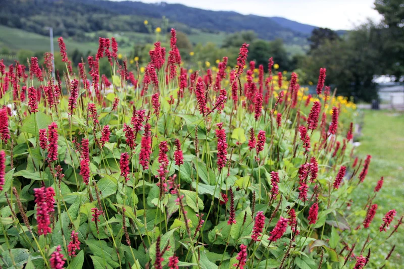Bistorta amplexicaulis 'JS Caliente' ® (Kerzenknöterich)