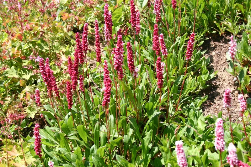 Bistorta affinis 'Superbum' (Schnecken-Knöterich)