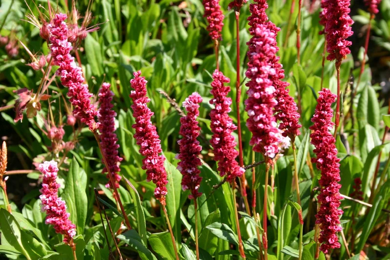 Bistorta affinis 'Superbum' (Schnecken-Knöterich)