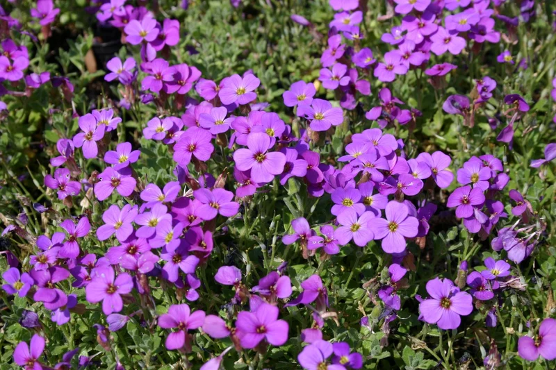 Aubrieta 'Hamburger Stadtpark' (Garten-Blaukissen)