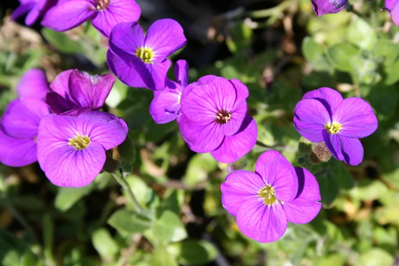 Aubrieta 'Kitte' (Garten Blaukissen)