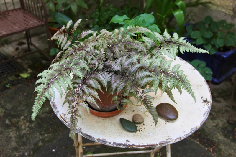 Athyrium nipponicum 'Metallicum' (Japanischer Regenbogenfarn)