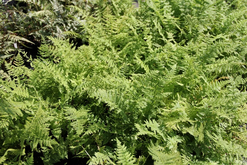 Athyrium filix-femina (Wald-Frauenfarn)