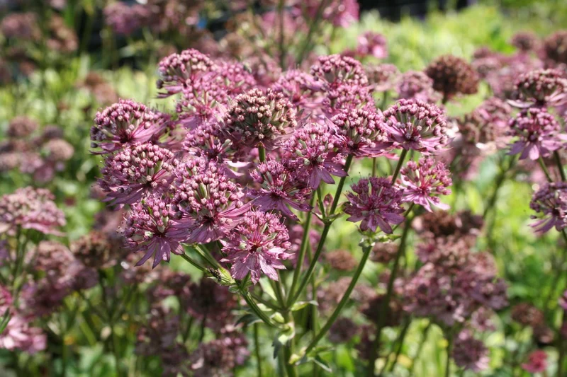 Astrantia major 'Star of Beauty' (Sterndolde)