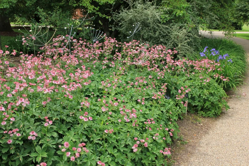 Astrantia major 'Roma' ® (Sterndolde)