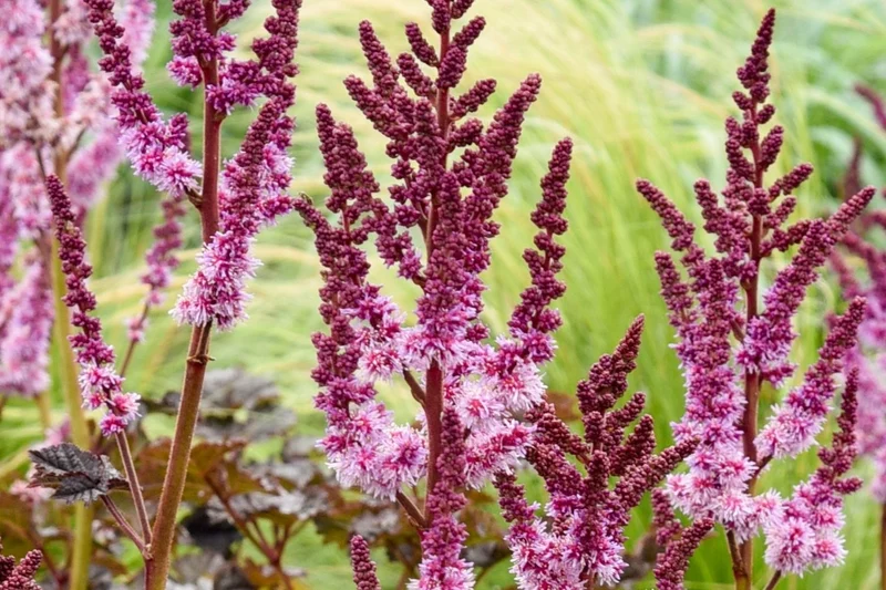 Astilbe 'Dark Side of the Moon' (Prachtspiere)