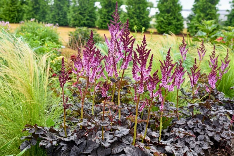 Astilbe 'Dark Side of the Moon' (Prachtspiere)