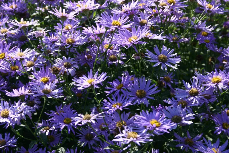 Aster x frikartii 'Mönch' (Frikarts Aster)