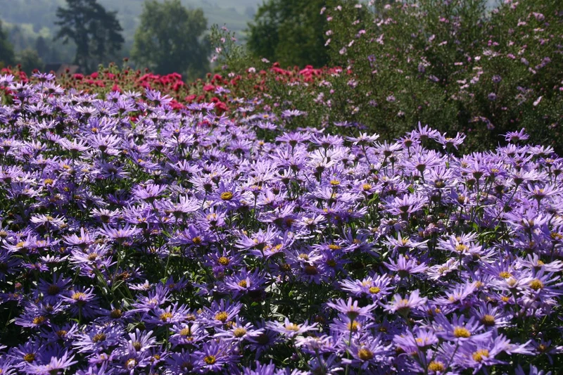 Aster x frikartii 'Mönch' (Frikarts Aster)
