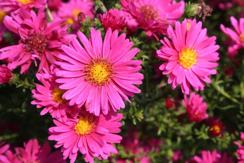 Aster novi-belgii 'Royal Ruby' (Glattblatt-Aster)