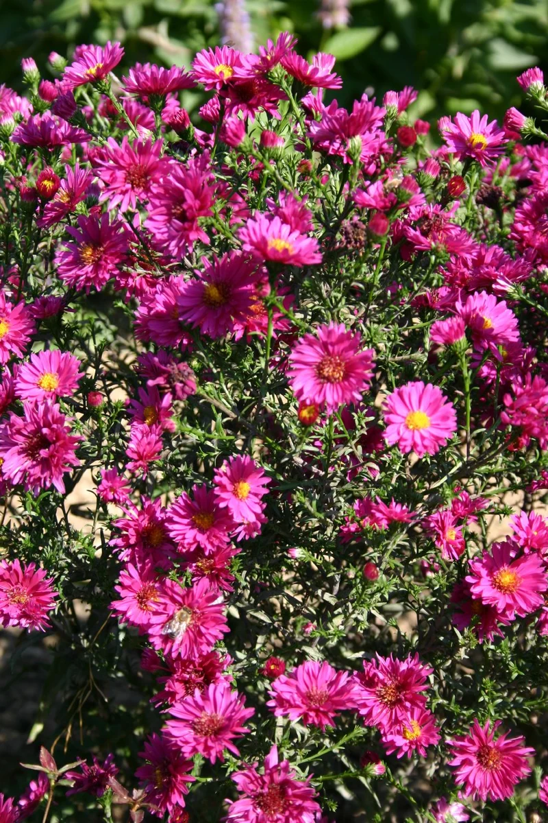 Aster novi-belgii 'Royal Ruby' (Glattblatt-Aster)