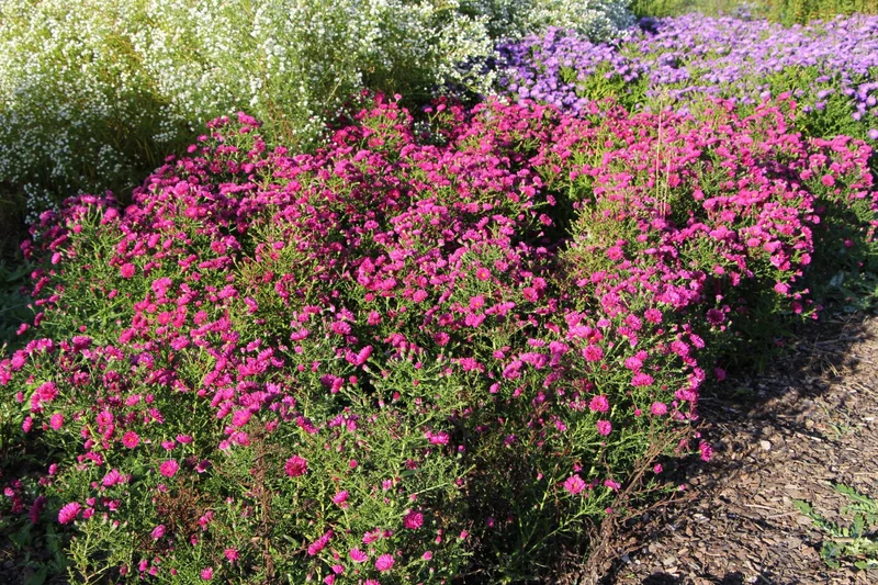 Aster novi-belgii 'Royal Ruby' (Glattblatt-Aster)