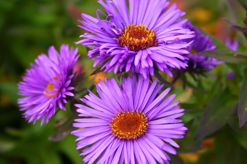 Aster novae-angliae 'Purple Dome' (Raublatt-Aster)