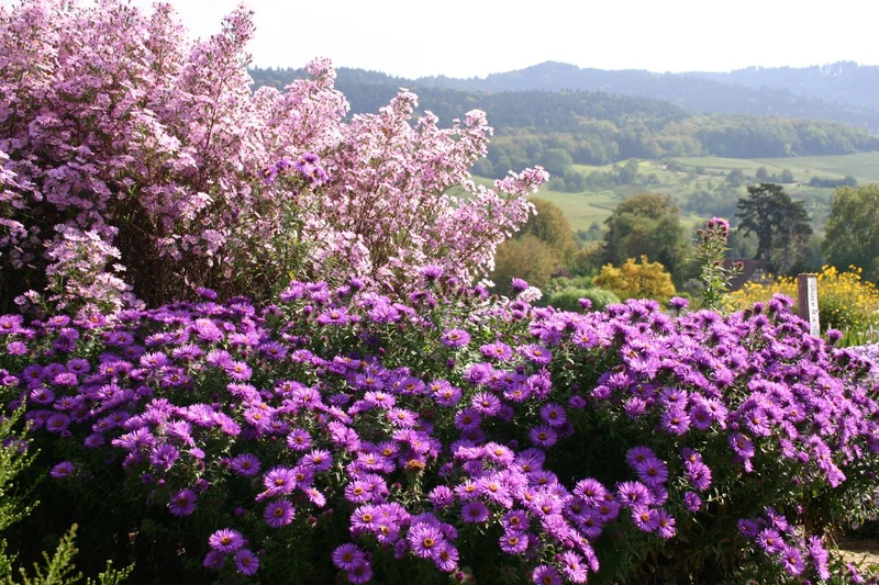 Aster novae-angliae 'Purple Dome' (Raublatt-Aster)