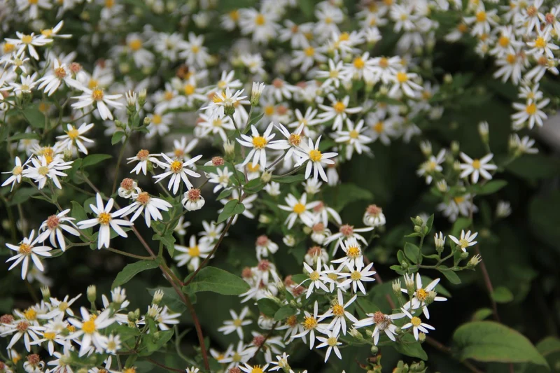 Aster divaricatus (Sperrige Aster)