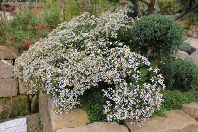 Aster divaricatus (Sperrige Aster)