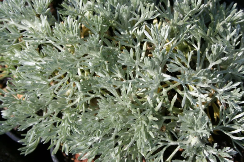 Artemisia schmidtiana 'Nana' (Zwergiger Beifuß | Silberraute)